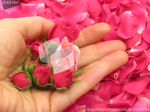 Image of Pink rose buds in an open hand on background with petals