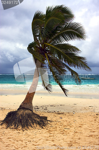 Image of seaweed and coastline in playa paradiso mexico