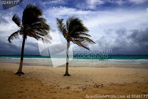 Image of beach seaweed and coastline in  mexico