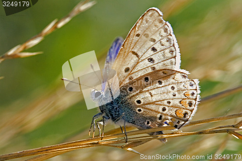 Image of brown butterfly resting in the bush