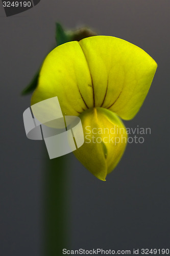 Image of  yellow  lotus maritimus 