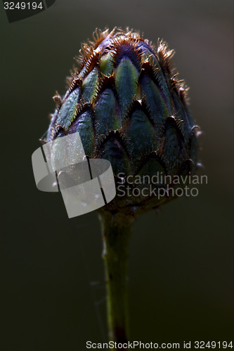 Image of centaurea composite violet flower