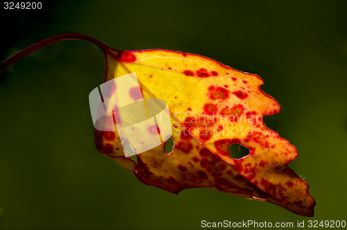 Image of yellow and red  in autumn 