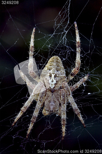 Image of spider  Araneus Angulatus