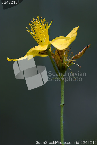 Image of yellow  hypericum perforatum guttifere