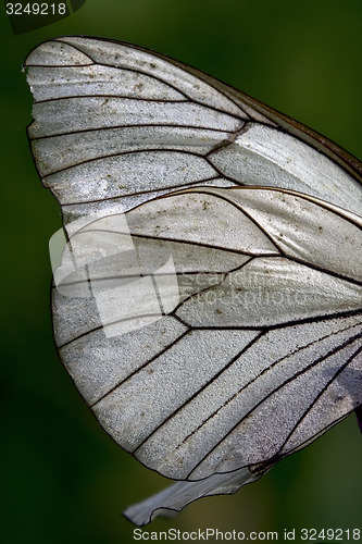 Image of  wing of a  butterfly and his line