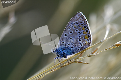 Image of blue butterfly resting in the bush