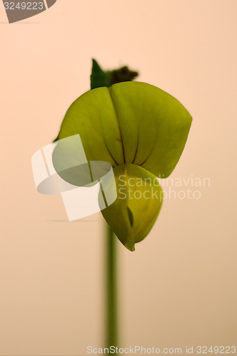 Image of  yellow  lotus maritimus leguminose