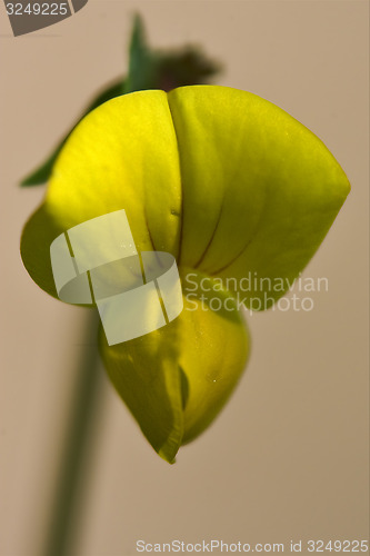 Image of  yellow  lotus maritimus leguminose genista 