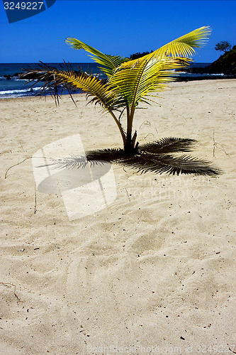 Image of nosy be palm lagoon and coastline