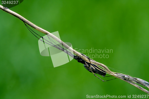 Image of Arachnophobia and wood