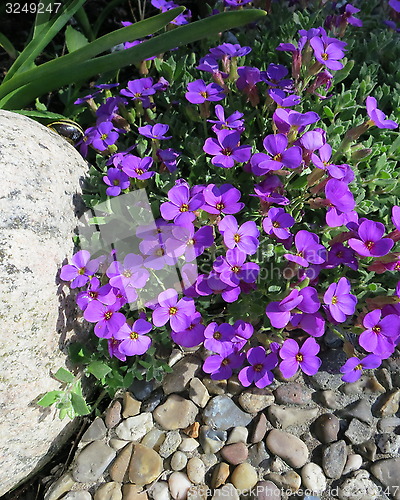 Image of Lovely blue flowers