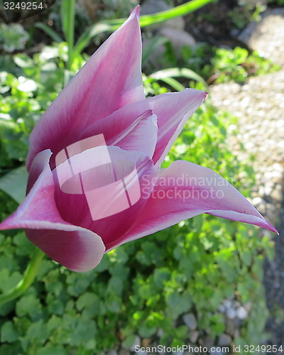 Image of Tulip