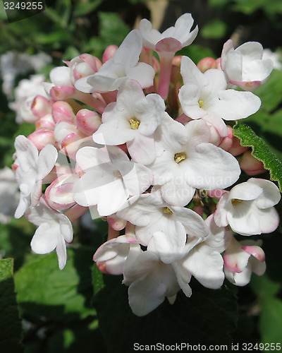 Image of Olvon flowers