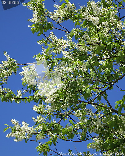 Image of Bird-cherry - Padus avium