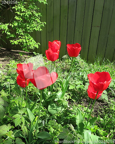 Image of Tulips