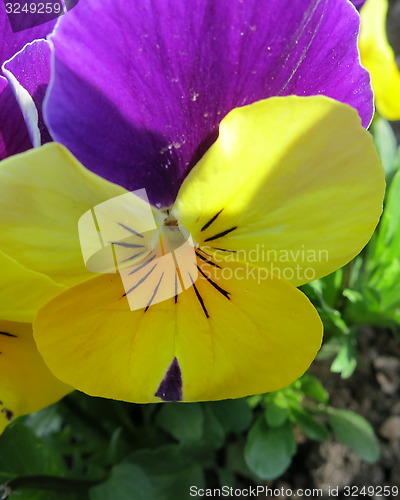 Image of Pansy