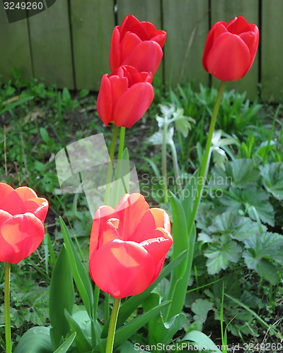 Image of Tulips