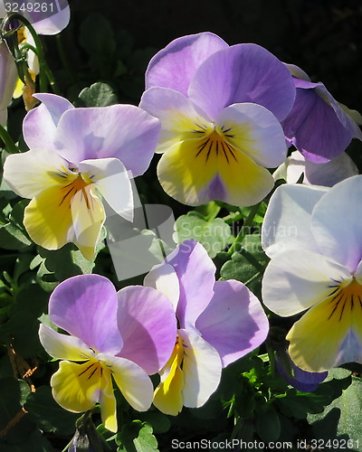 Image of Pansies