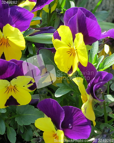 Image of Pansies