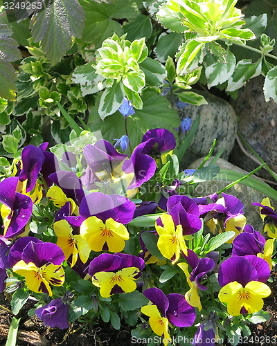 Image of Pansies