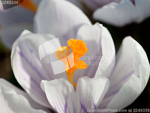 Image of Crocus