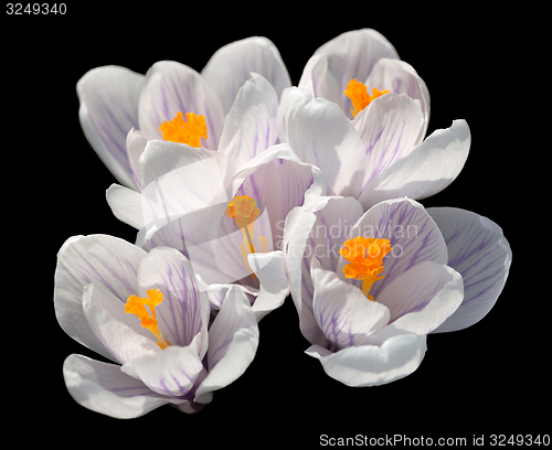 Image of Crocus