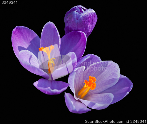 Image of Crocus