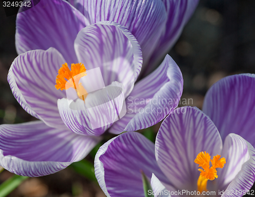 Image of Crocus