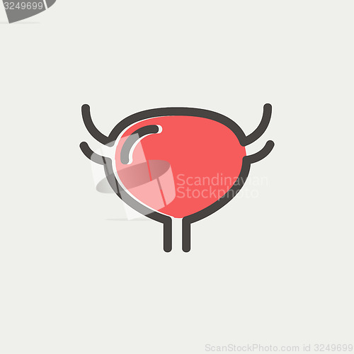 Image of Uterus and ovaries thin line icon