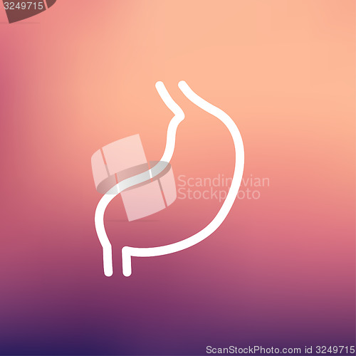 Image of Stomach thin line icon
