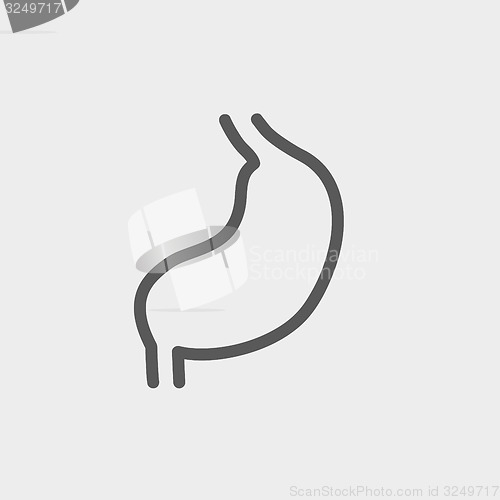 Image of Stomach thin line icon