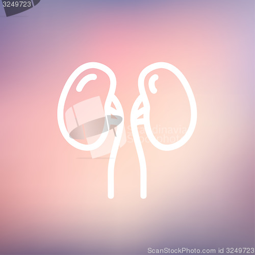 Image of Human Kidney thin line icon