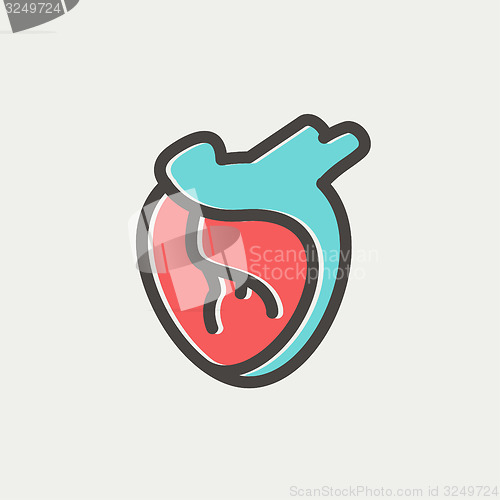 Image of Human heart thin line icon