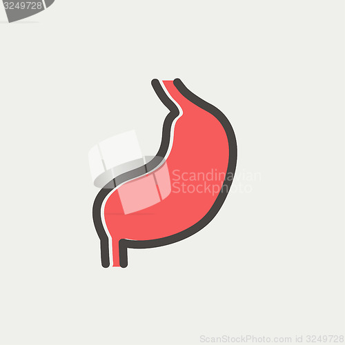 Image of Stomach thin line icon