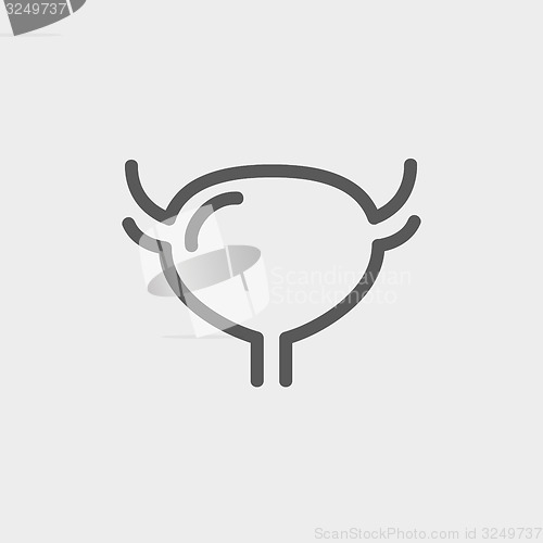 Image of Uterus and ovaries thin line icon