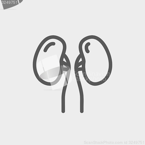 Image of Human Kidney thin line icon