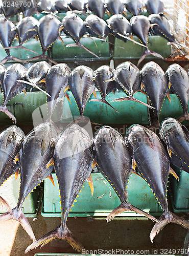 Image of Tuna fish at a market