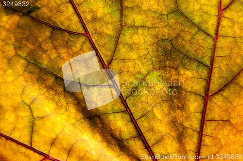 Image of Autumn leaf texture 