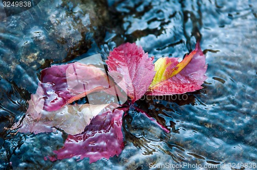 Image of Autumn leaf on the water