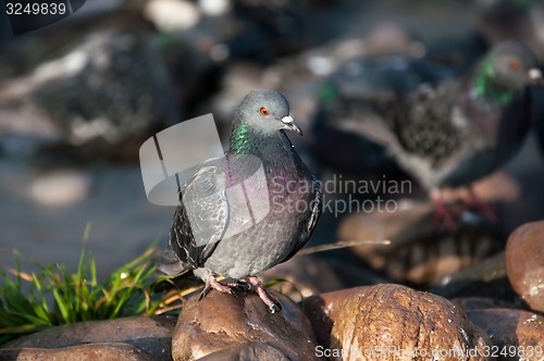 Image of Dove in the city