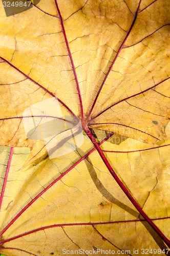 Image of Autumn leaf texture 