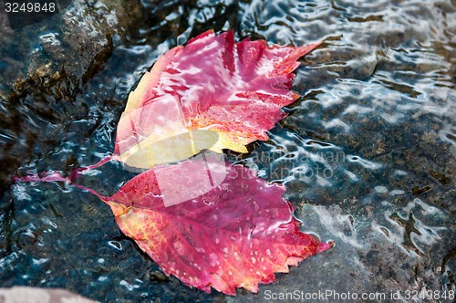 Image of Autumn leaf on the water