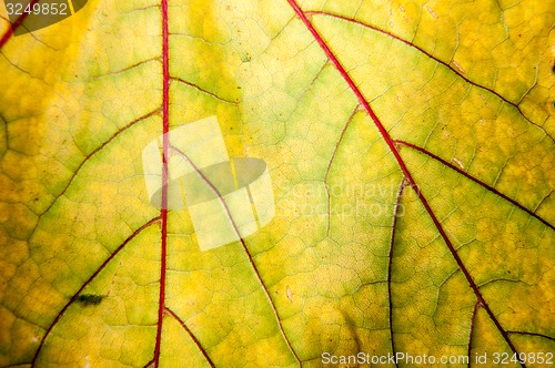 Image of Autumn leaf texture 