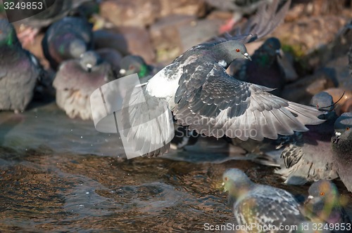 Image of Dove in the city