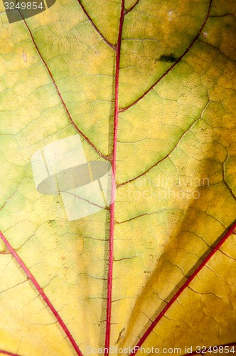 Image of Autumn leaf texture 