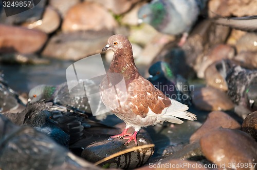 Image of Dove in the city