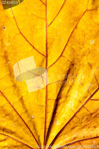 Image of Autumn leaf texture 