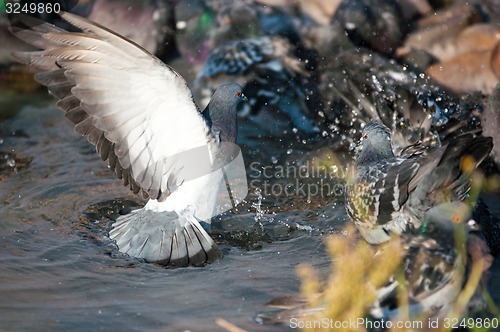 Image of Dove in the city