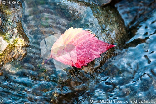 Image of Autumn leaf on the water